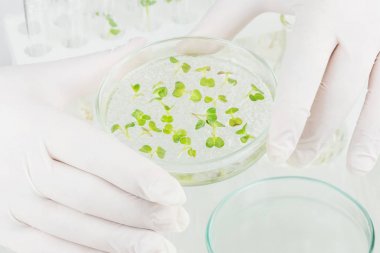 植物光合作用 - 乙醇酸氧化酶活性檢測試劑盒