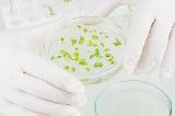 植物類黃酮含量檢測試劑盒代測服務說明